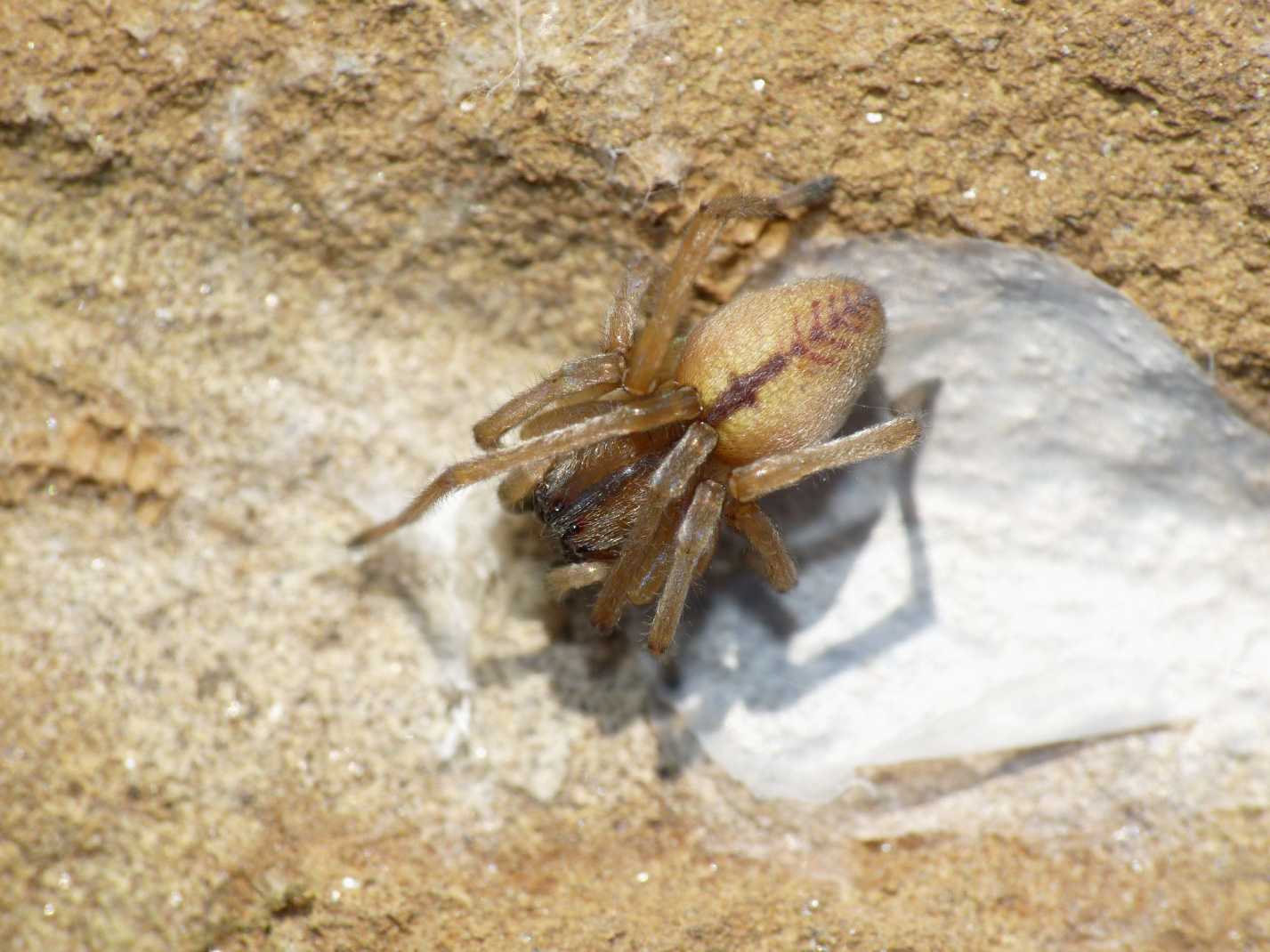 Giovane Cheiracanthium (maschio subadulto?)